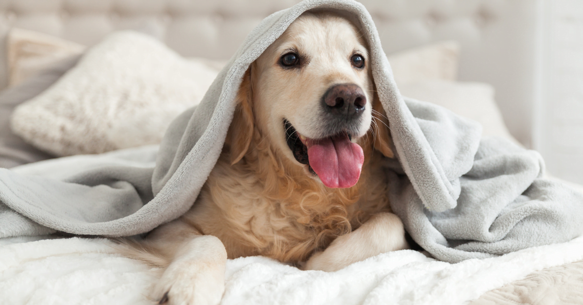 dog on the bed under a blanket