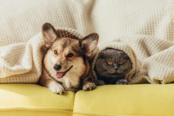 dog and a cat under a blanket playing
